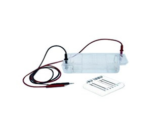六一DYCP-32B型琼脂糖水平电泳槽（中号）