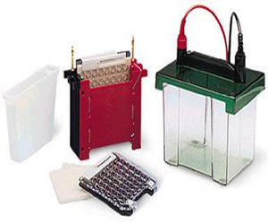 BIO-RAD  Trans-Blot电转印槽