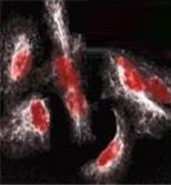 Odyssey远红外二抗DyLight 680/DyLight 800二抗产品