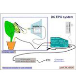 EPG昆虫刺探电位仪