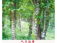 又买错了！人工沉香和野生沉香有什么区别？