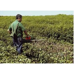 供应环保节能型锂电型电动茶树重修剪机