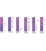 Bio-Rad脉冲场标准品和分子量标尺脉冲场电泳标准品