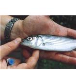 鱼类标记 VIE荧光鱼类标记