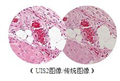 荧光生物显微镜BX41奥林巴斯（上海）