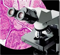 奥林巴斯CX31生物显微镜