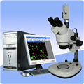 三目体视显微镜XTL-AT 颗粒粒径统计分析显微镜立体显微镜